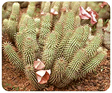 Hoodia Gordonii plant from the Kalahari Desert